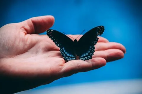 A Butterfly in the hand Stock Photos