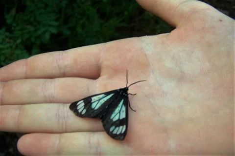 Butterfly on hand Foto stock