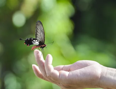 Butterfly on hand Stock Photos