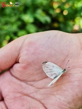 Butterfly in hand 库存照片