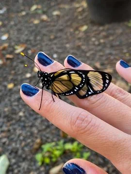 Butterfly in hand Stock Photos