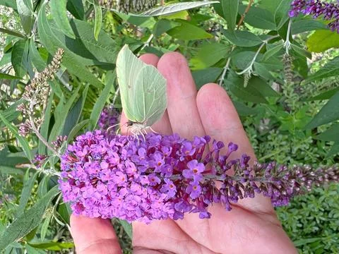 Butterfly in the hand Stock-Fotos