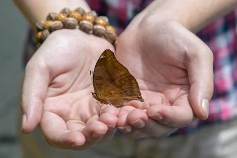 Butterfly in hands, close up Stock Photos