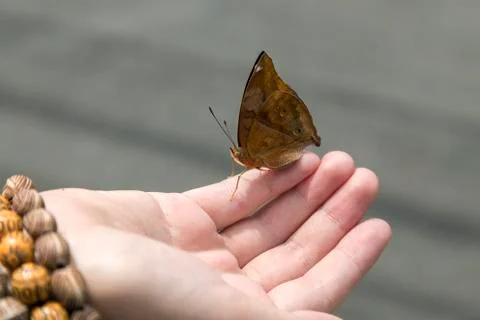 Butterfly in hands, close up Stock Photos