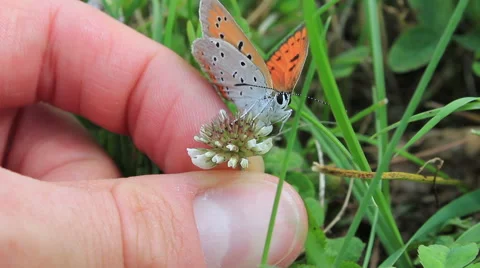 Butterfly in hands 스톡 동영상 52547576