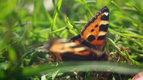 Butterfly in the hands in summer park Stock Footage 159969076