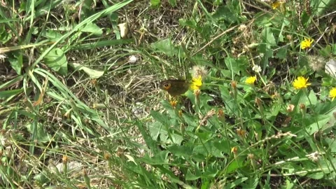 A butterfly hanging on a flower Stock Footage 132641745