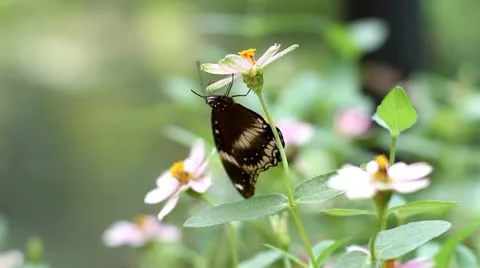 Butterfly Hanging Fly Away 2 Stock Footage 22008652
