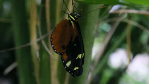 Butterfly hanging from leaf Stock Footage 10769066