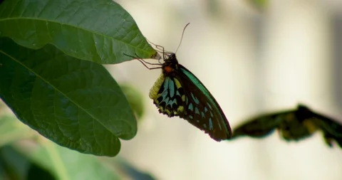 Butterfly Hanging on a Leaf 動画素材 127203660