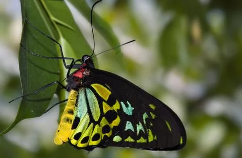Butterfly hanging Stock Photos