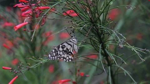 Butterfly hanging on to the tree with flowers Stock Footage 103798775
