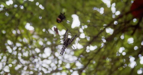 A Butterfly hangs from a tree Stock Footage 160557461