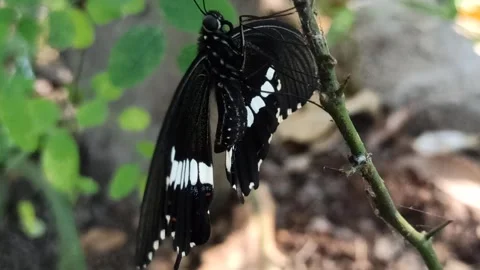 A butterfly that has just emerged from the cocoon Stock Footage 249649909