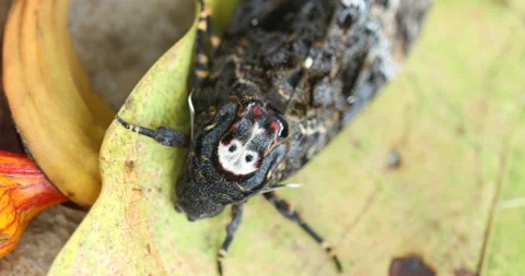 Butterfly Hawk Moth Death Head Stock Footage 146269644