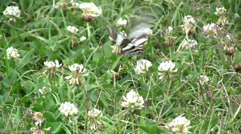 Butterfly in HD Stock Footage 448246