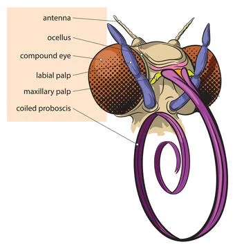 Butterfly head Stock Illustration