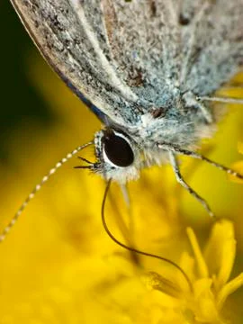 Butterfly head Stock Photos