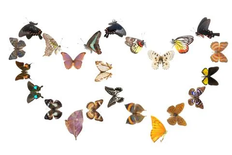 Butterfly heart sharp frame Foto stock