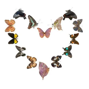 Butterfly heart sharp frame Stock Photos