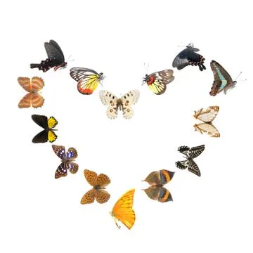 Butterfly heart sharp frame Stock Photos
