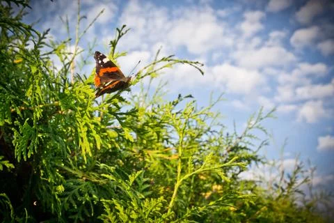 Butterfly on a hedge Stock Photos