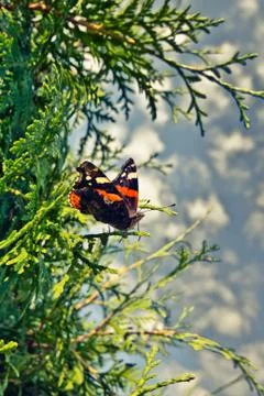 Butterfly on a hedge Stock Photos