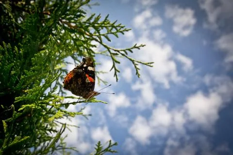 Butterfly on a hedge Stock Photos