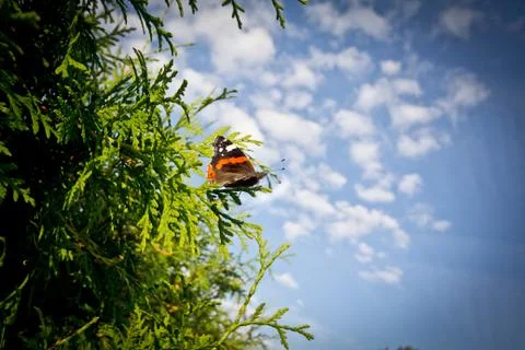 Butterfly on a hedge Stock Photos
