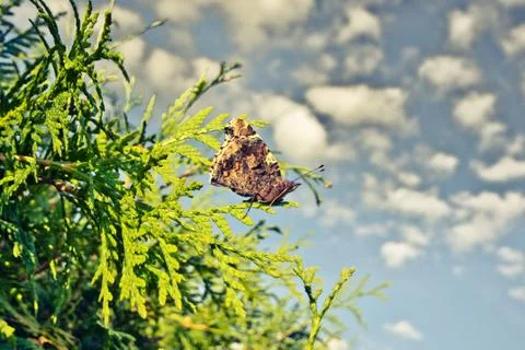 Butterfly on a hedge Stock Photos