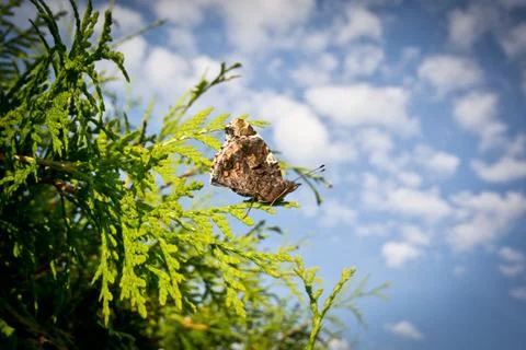 Butterfly on a hedge Stock-Fotos