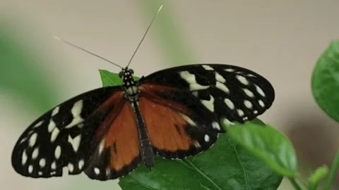 Butterfly Heliconius hecale the Tiger longwing perched on a Tropical plant Stock Footage 247422806