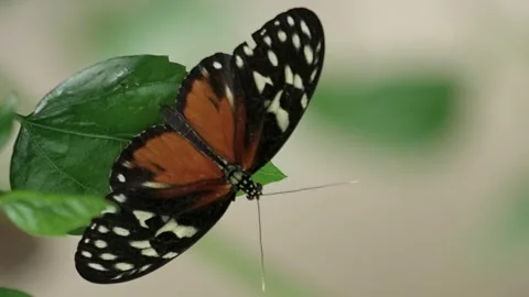 Butterfly Heliconius hecale the Tiger longwing perched on a Tropical plant Stock Footage 247422811