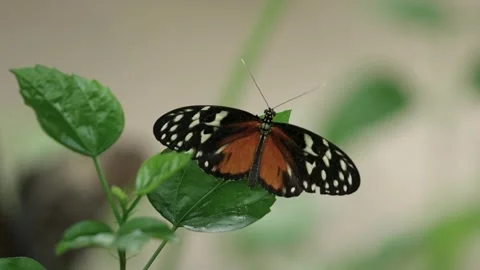 Butterfly Heliconius hecale the Tiger longwing perched on a Tropical plant Stock Footage 247422822