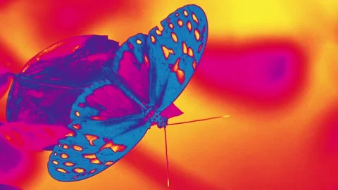 Butterfly Heliconius hecale tiger Perched on Tropical Plant, Thermal Infrared Stock Footage 304833504