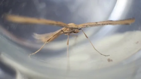 Butterfly Hellinsia moth, macro, close up monster shoot 動画素材 70238821