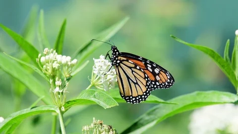 Butterfly hit by yellow jacket Stock Footage
