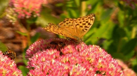 Butterfly honey gathering Stock Footage 10886290