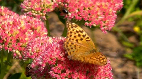 Butterfly honey gathering Stock Footage 10886765