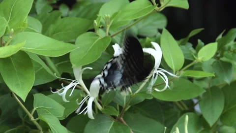 Butterfly on honeysuckle 库存影片 169002813