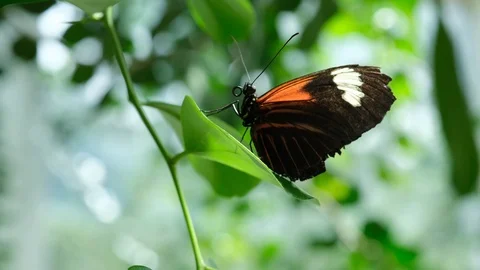 Butterfly House 10 Stock Footage 125853701