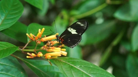 Butterfly House 2 Stock Footage 118181730