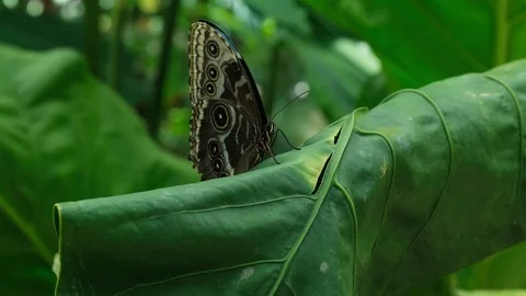 Butterfly House 2 Video stock 125855903
