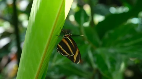 Butterfly House 3 Stock Footage 125855817