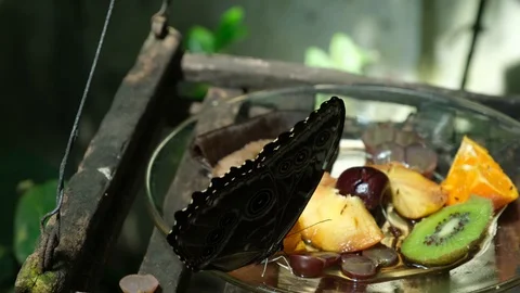 Butterfly House 4 Stock Footage 125855746
