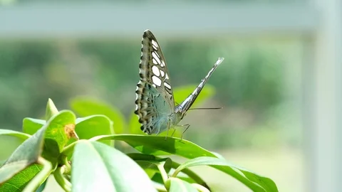 Butterfly House 5 Stock Footage 125855281