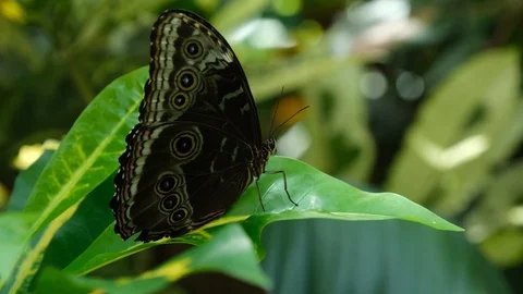Butterfly House 6 Stock Footage 125854527
