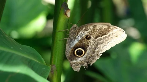 Butterfly House 7 Stock Footage 125854489