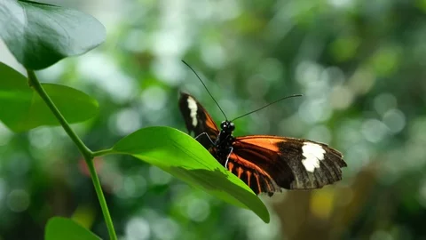 Butterfly House 8 Stock Footage 125853851