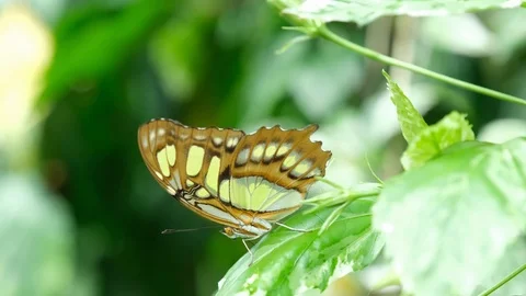 Butterfly House 9 Stock Footage 125853742